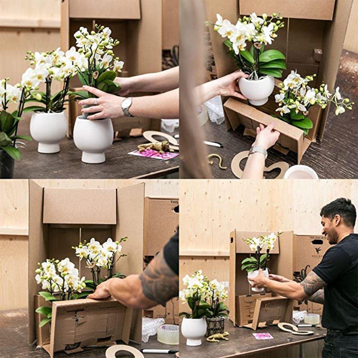 Kolibri Orchids - Surprise Box Mix with 4 Different Colours