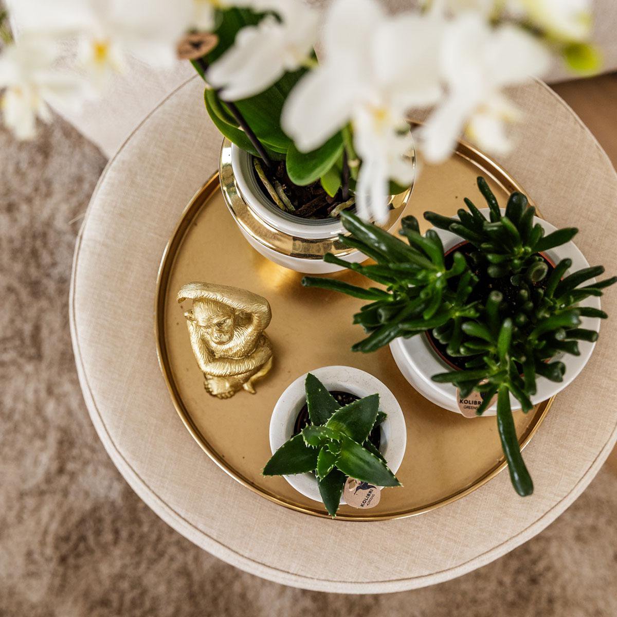 Hummingbird Home | Le Chic Ceramic Plant Pot - White with gold