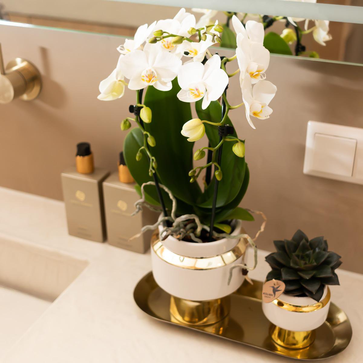 Hummingbird Home | Le Chic Ceramic Plant Pot - White with gold