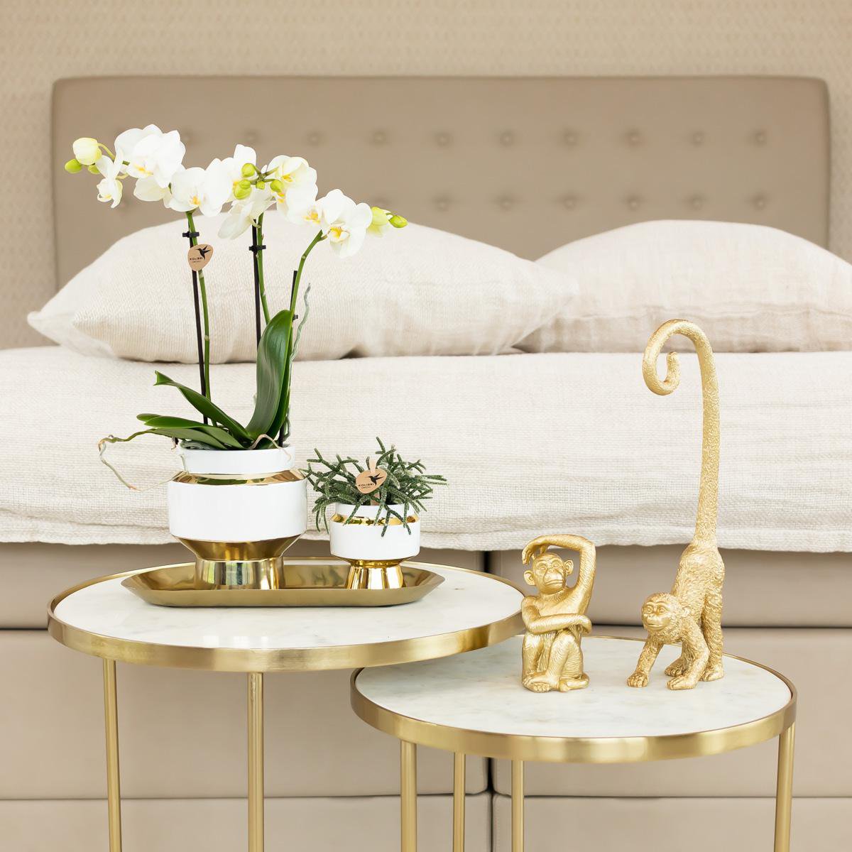 Hummingbird Home | Le Chic Ceramic Plant Pot - White with gold