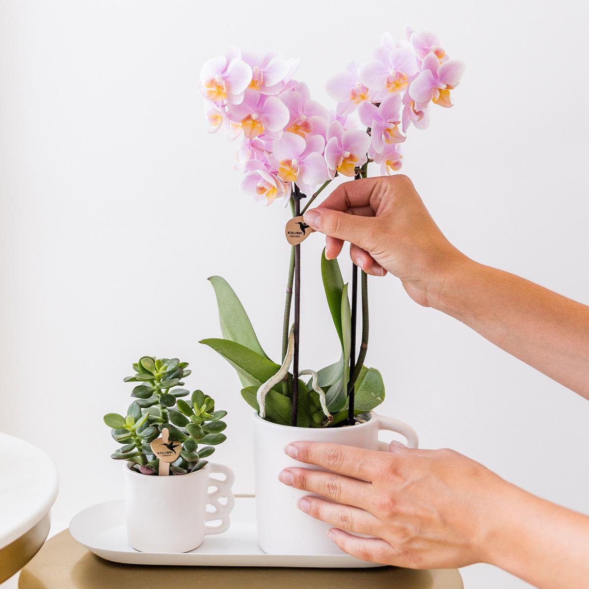 Kolibri Orchids - Surprise Box Mix with 4 Different Colours