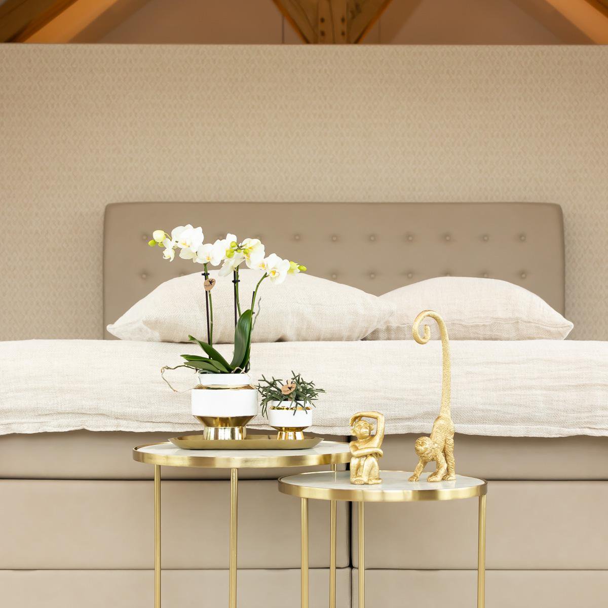 Hummingbird Home | Le Chic Ceramic Plant Pot - White with gold