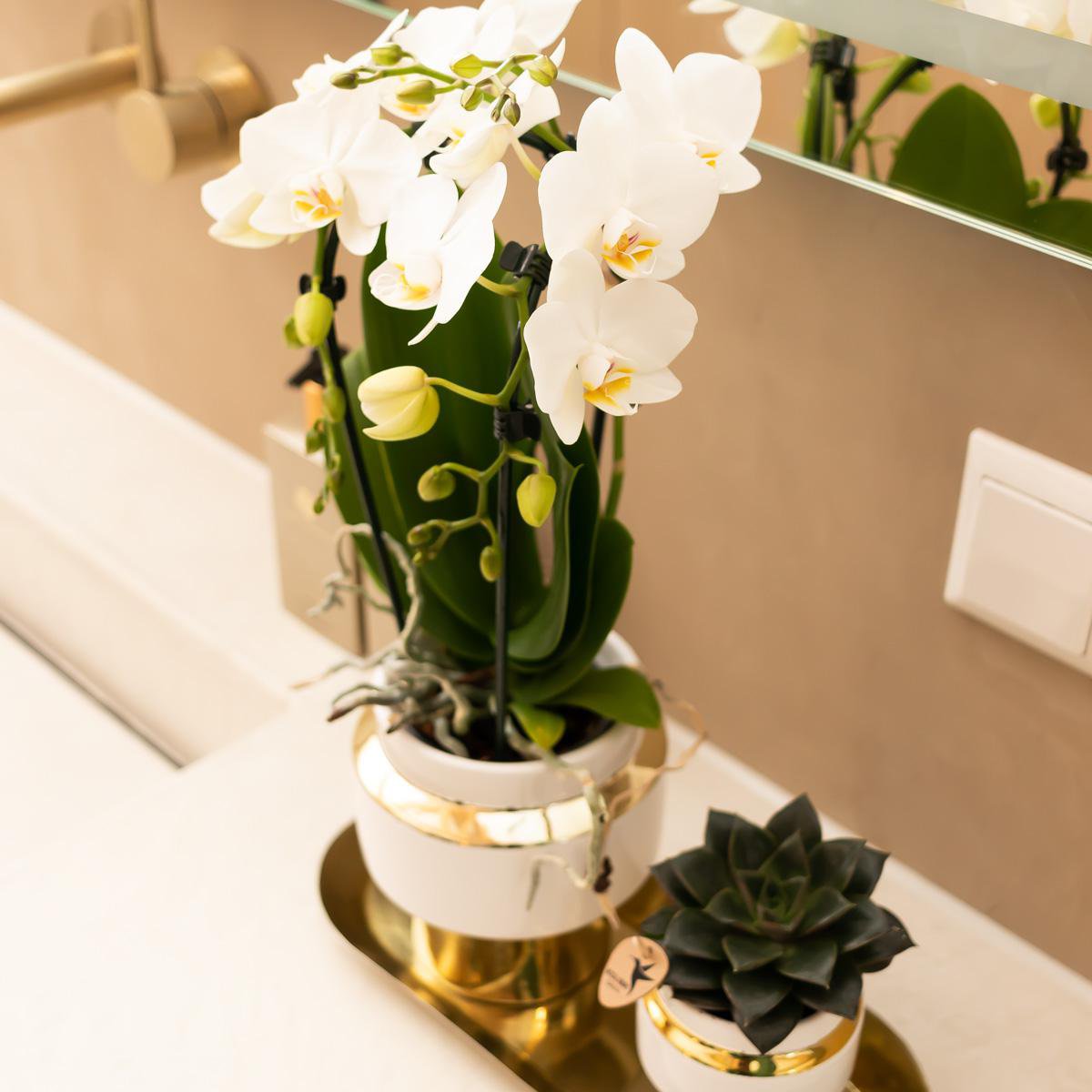 Hummingbird Home | Le Chic Ceramic Plant Pot - White with gold