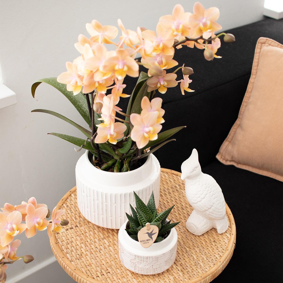 Kolibri Orchids - Surprise Box Mix with 4 Different Colours