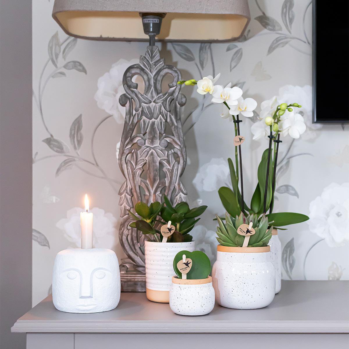 Kolibri Orchids - Surprise Box Mix with 4 Different Colours