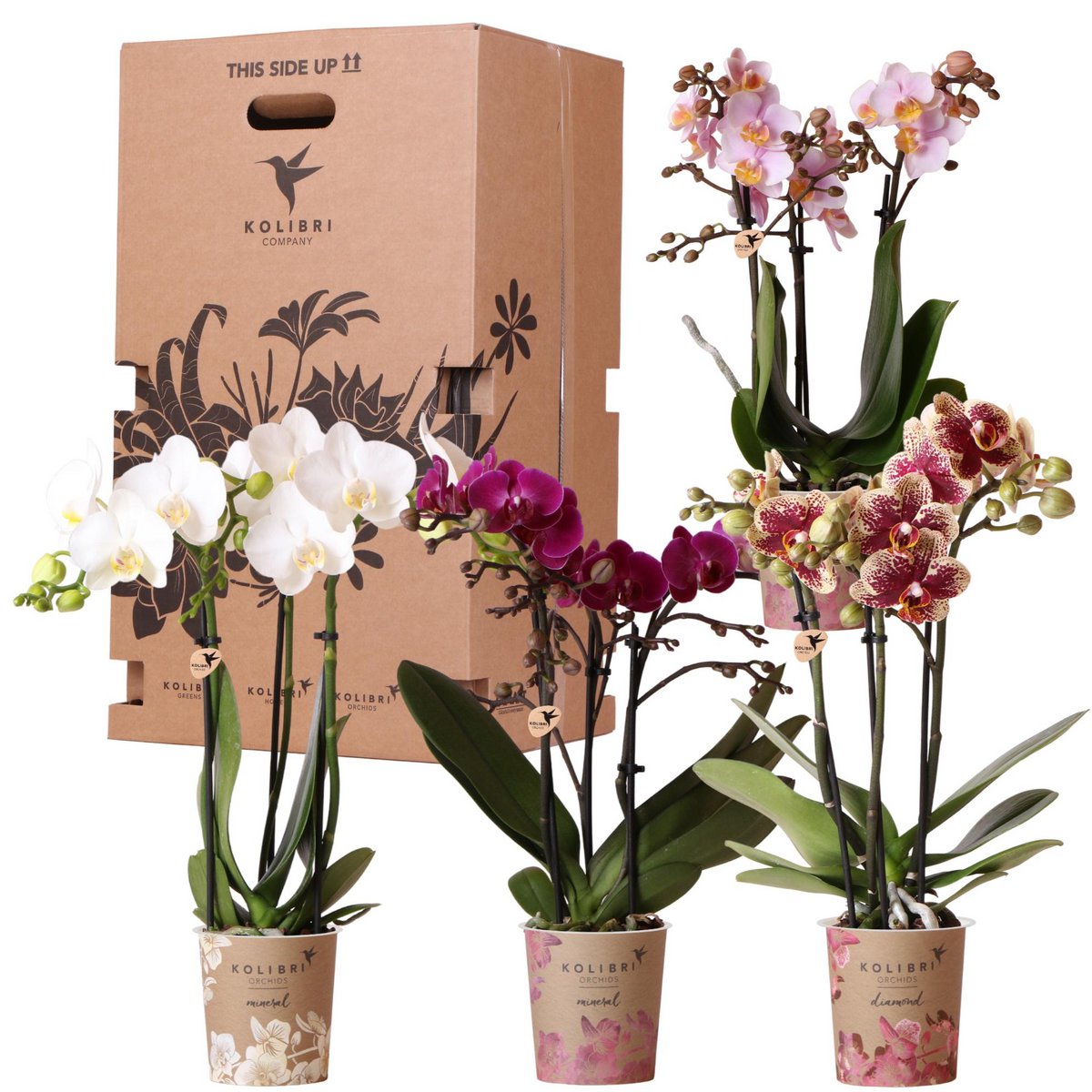 Kolibri Orchids - Surprise Box Mix with 4 Different Colours