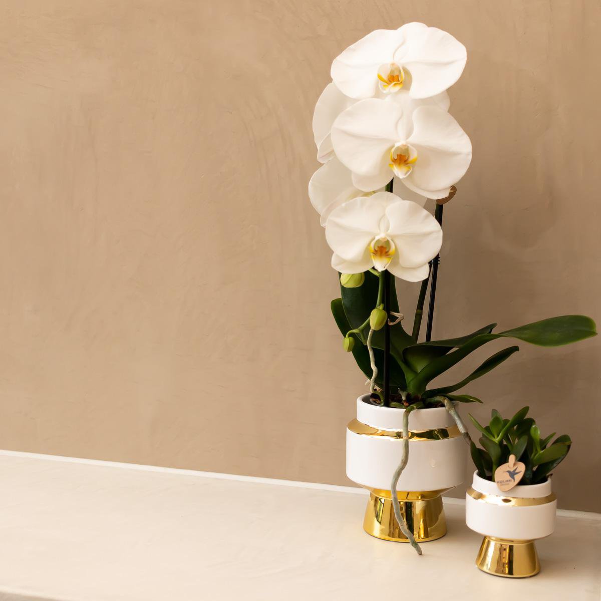 Hummingbird Home | Le Chic Ceramic Plant Pot - White with gold