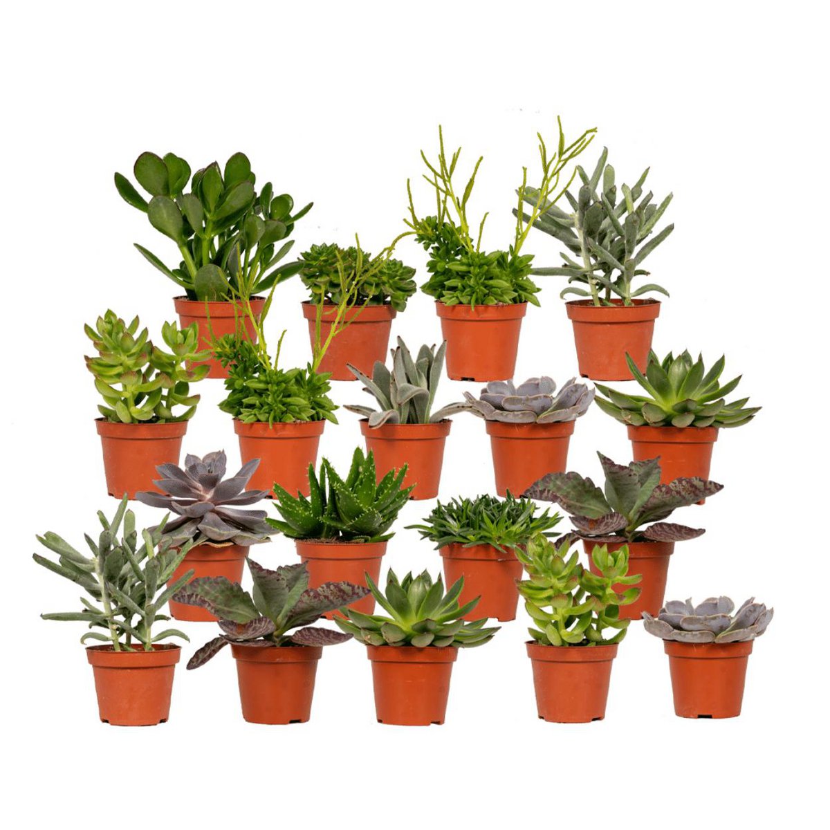 Succulent Mix - 18 Individual Plants