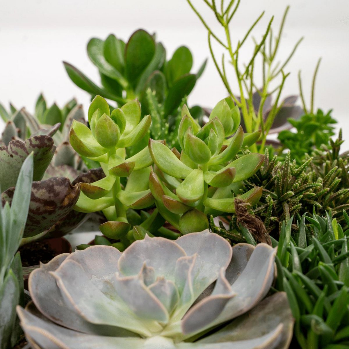 Succulent Mix - 18 Individual Plants