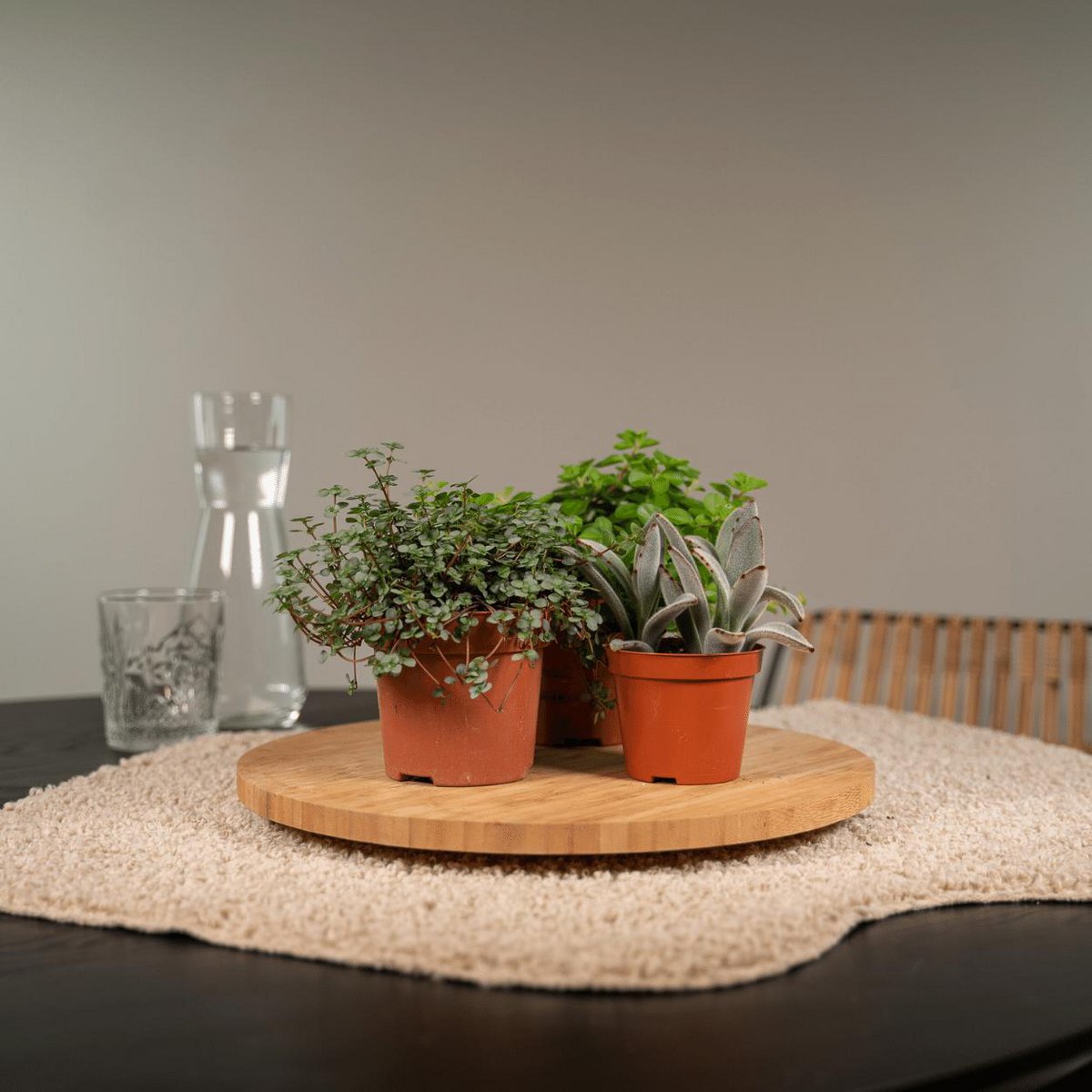 Succulent Mix - 18 Individual Plants