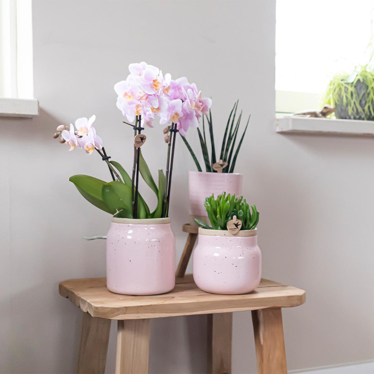 Kolibri Orchids - Surprise Box Mix with 4 Different Colours