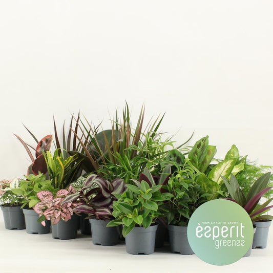 Indoor Plant Mix - 24 individual plants