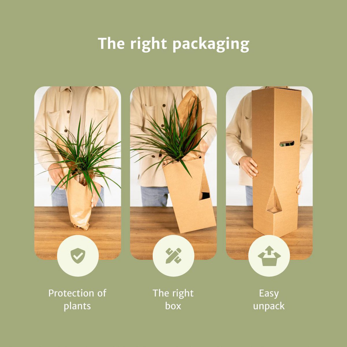 Succulent Mix - 18 Individual Plants