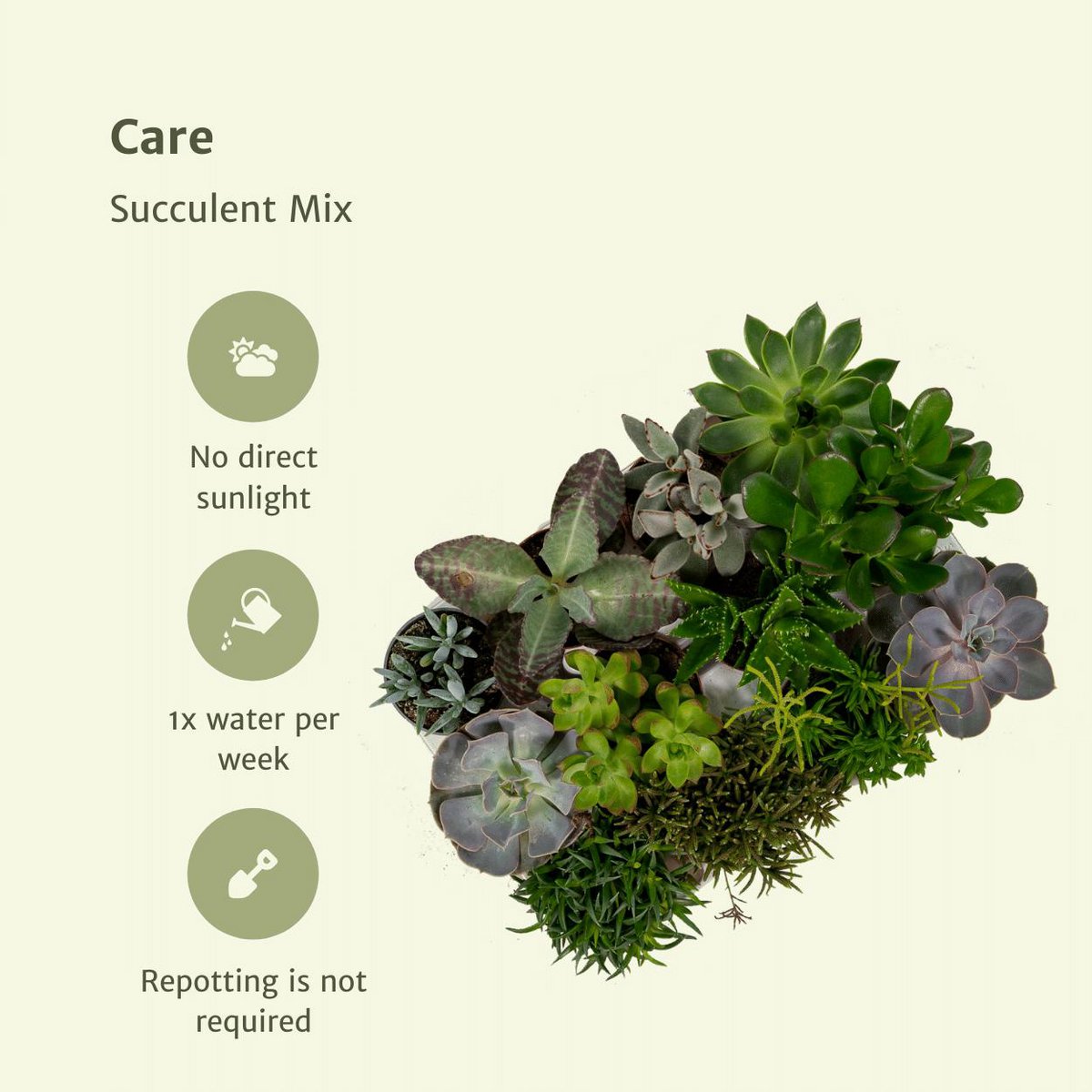 Succulent Mix - 18 Individual Plants