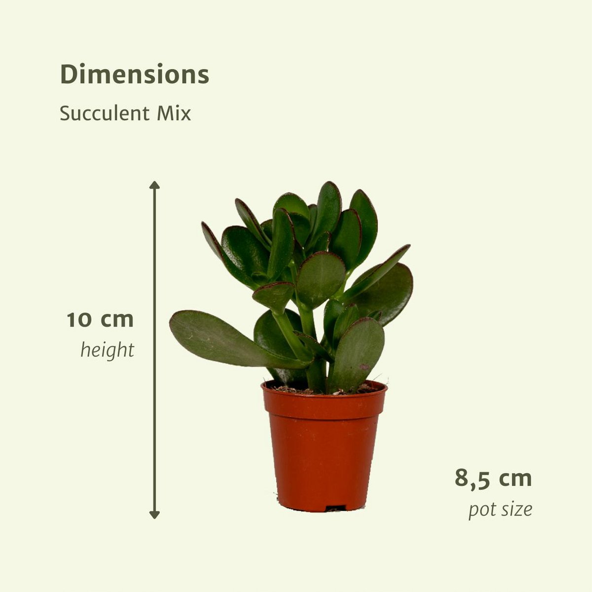 Succulent Mix - 18 Individual Plants