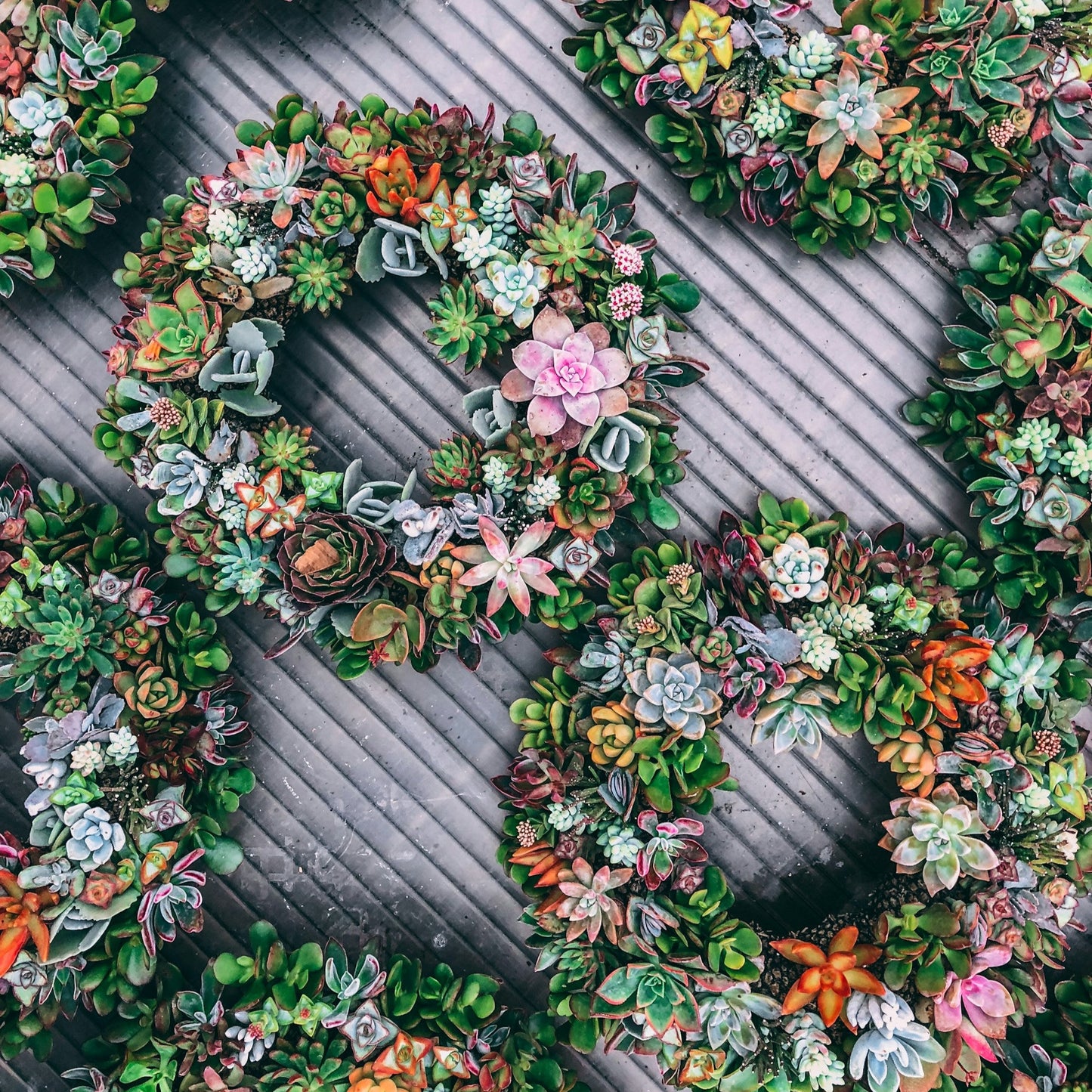 Photo by <a href="https://unsplash.com/@antoniolio?utm_content=creditCopyText&utm_medium=referral&utm_source=unsplash">Matt Antonioli</a> on <a href="https://unsplash.com/photos/green-round-succulent-plants-i0cPLHMBFn4?utm_content=creditCopyText&utm_medium=referral&utm_source=unsplash">Unsplash</a>